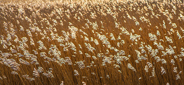 Reeds at Martham Norfolk